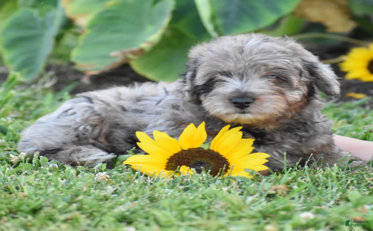 Yorkiepoo dogs for sale - Ad 4