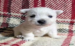 West Highland Terrier dogs for sale: Chip - Image 2