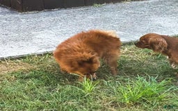 Pomeranian dogs for sale: Abbigail - Image 4