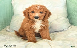 Cavapoo dogs for sale: Frito - Image 3