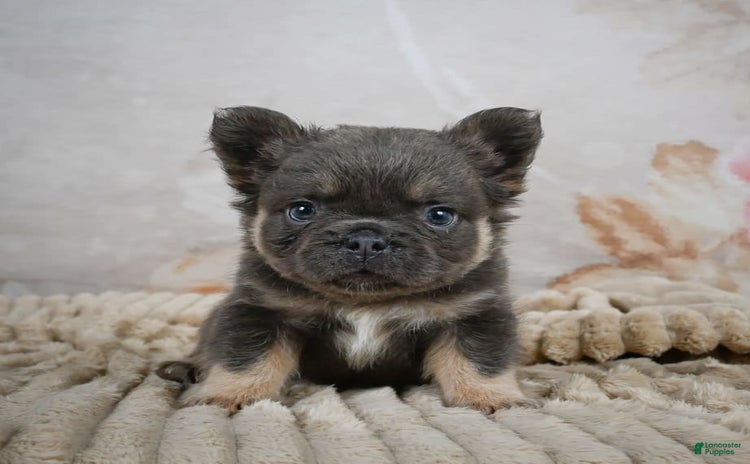 French Bulldog dogs for sale - Ad 1