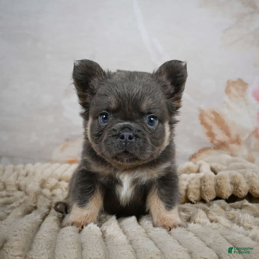French Bulldog dogs for sale: Roscoe - Image 7