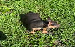 French Bulldog dogs for sale: Peanut - Image 8