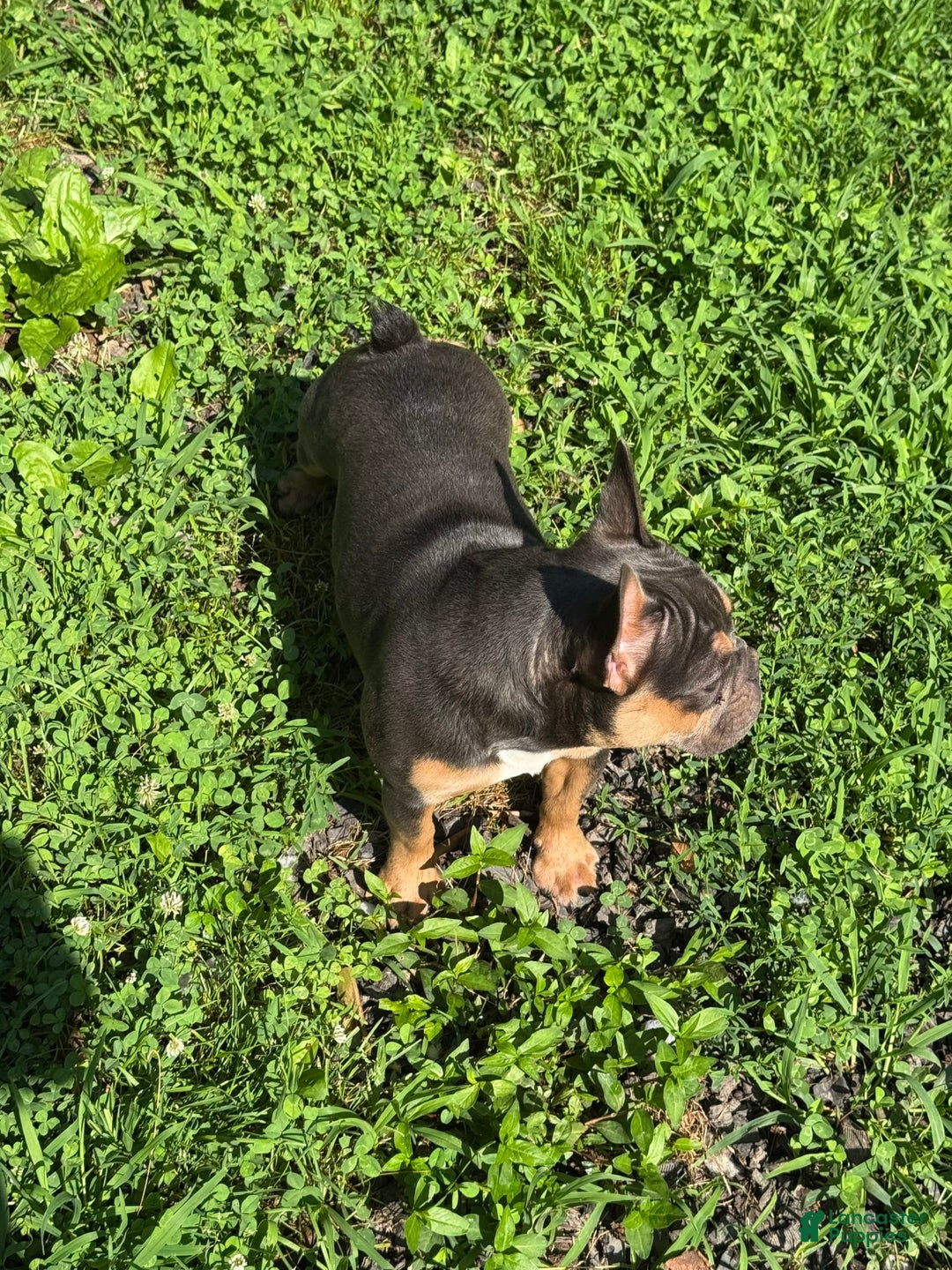 French Bulldog dogs for sale: Peanut - Image 8