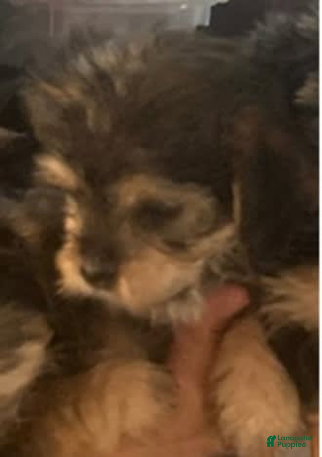 Yorkshire Terrier dogs for sale: Howie - Image 1