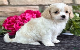Cavalier King Charles Spaniel dogs for sale: ELLA - Image 5