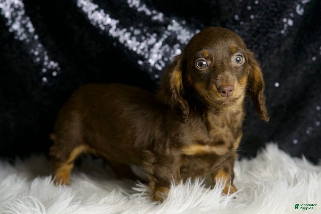 Miniature Dachshund dogs for sale: Heidi - Image 6