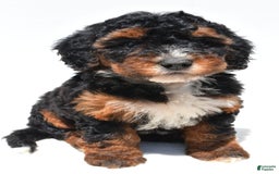 Mini Bernedoodle dogs for sale: Roxie - Image 3