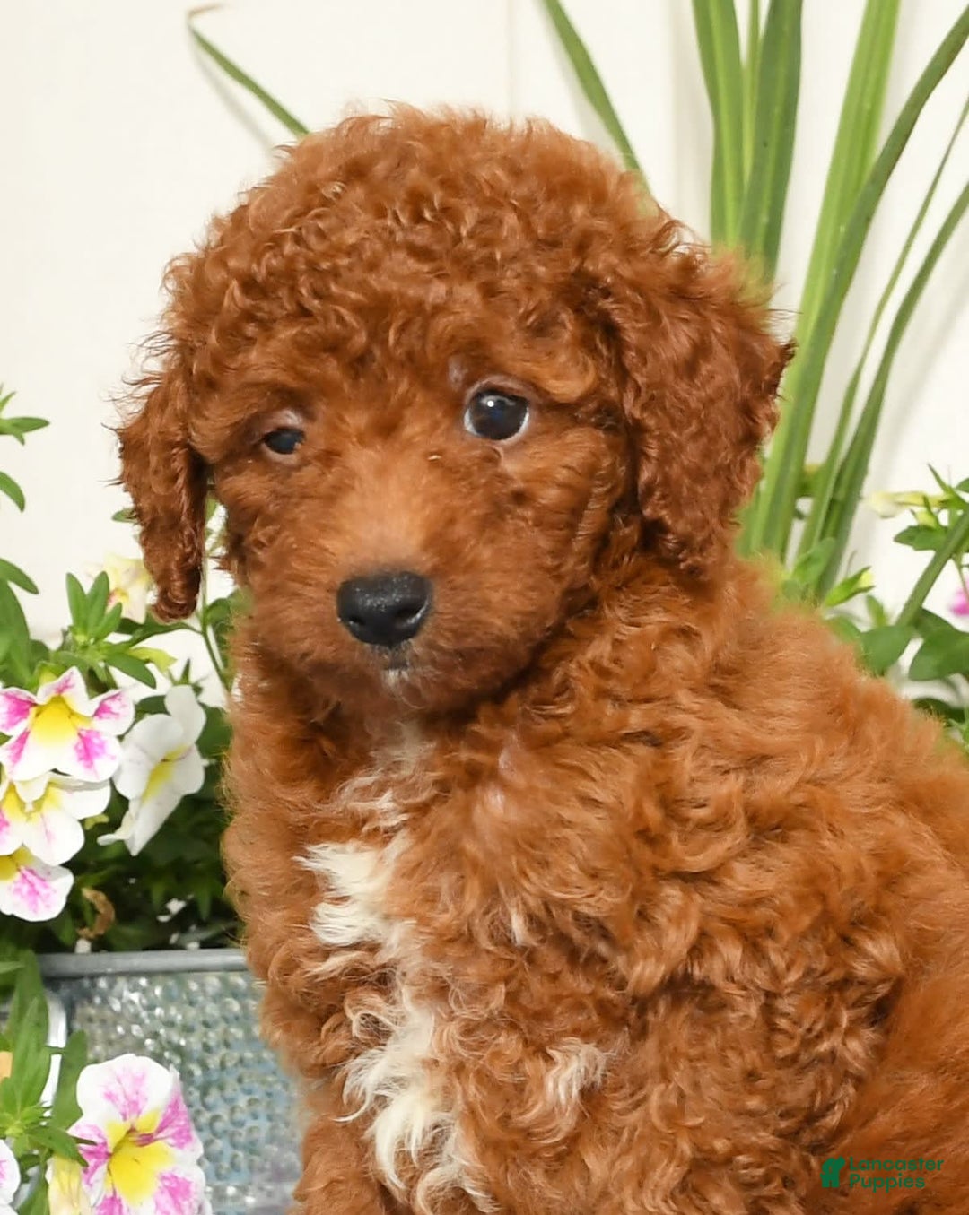 Miniature Poodle dogs for sale: Ranger - Image 3