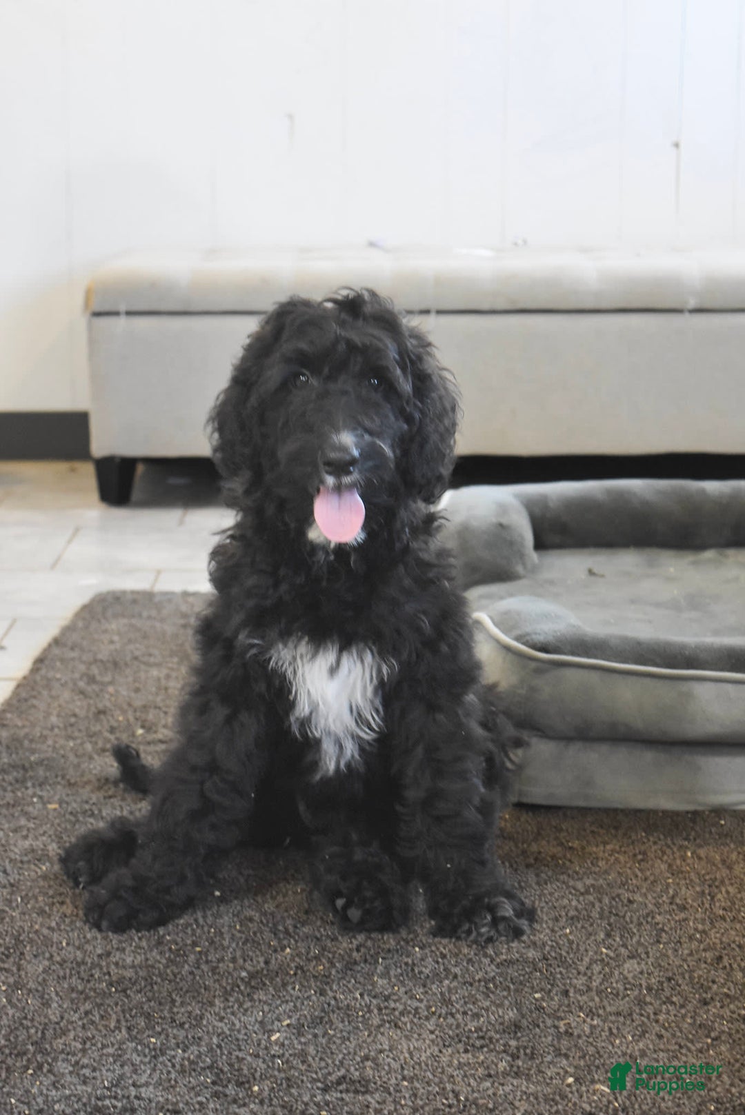 Goldendoodle dogs for sale: Chloe - Image 4