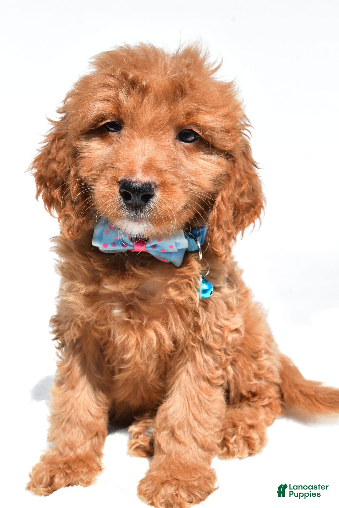 Mini Goldendoodle dogs for sale: Tom - Image 3