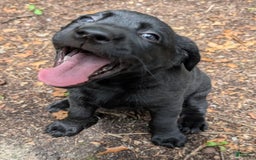 Labrador Retriever dogs for sale: Ahsoka - Image 1