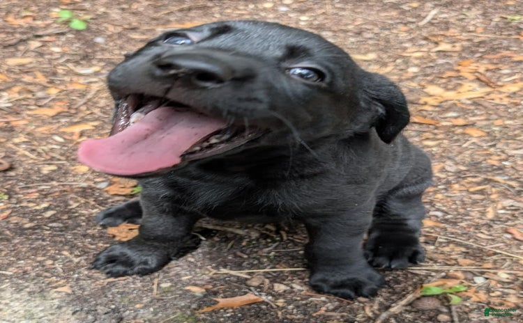 Labrador Retriever dogs for sale - Ad 1