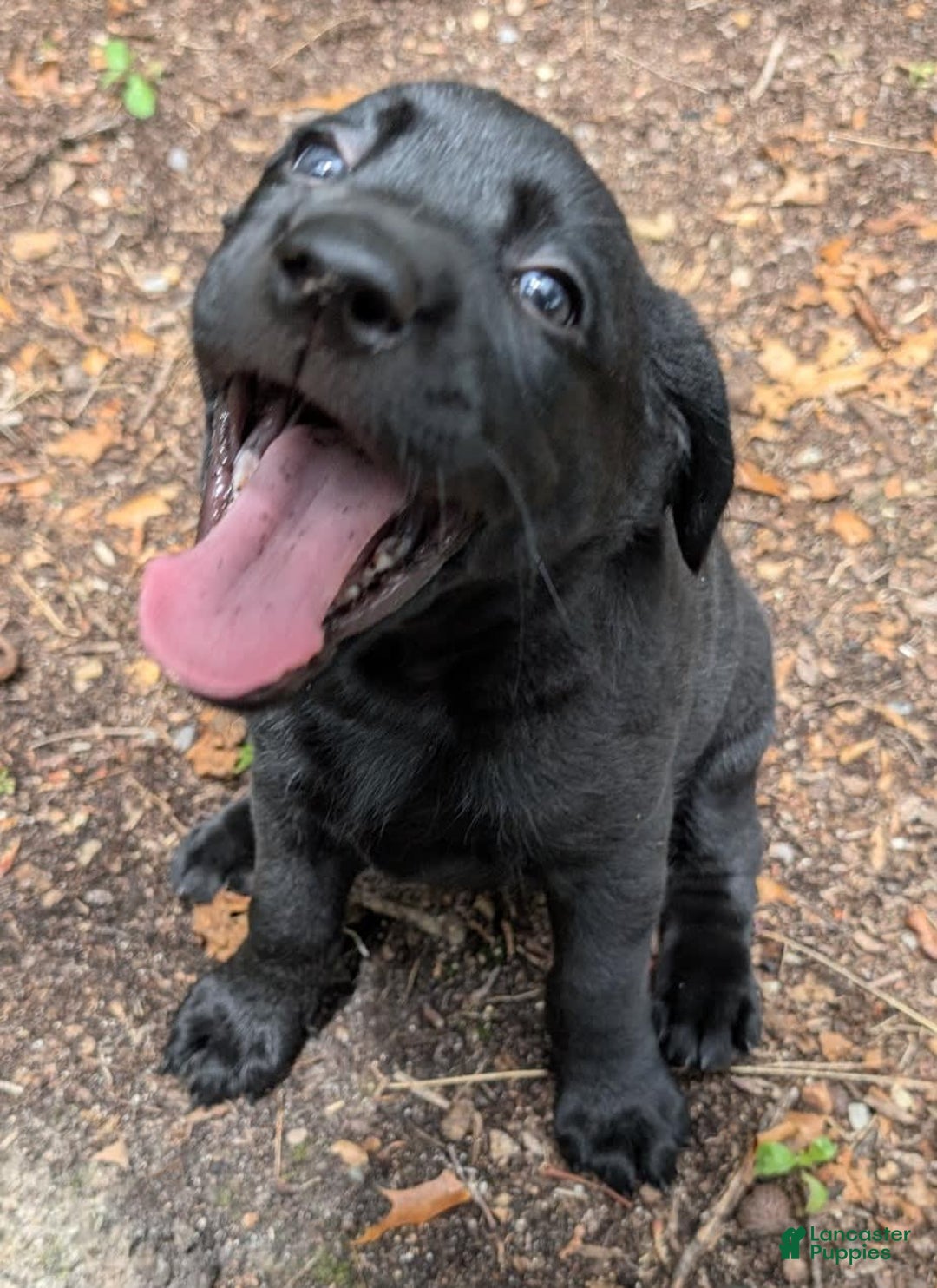 Labrador Retriever dogs for sale: Ahsoka - Image 1