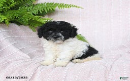 Miniature Poodle dogs for sale: Homer - Image 1