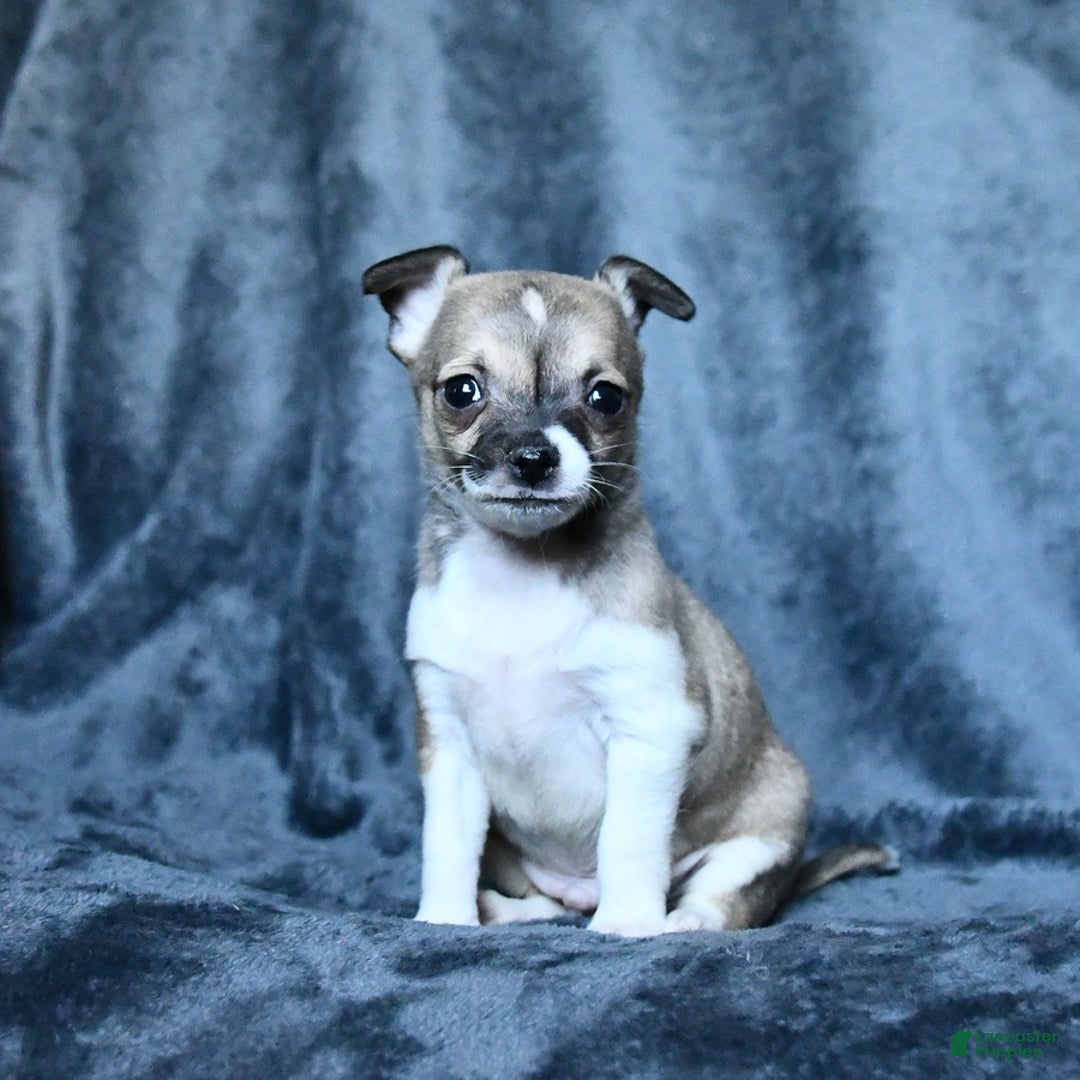 Chihuahua dogs for sale: Pete - Image 8