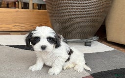 Havanese dogs for sale: Katie - Image 1