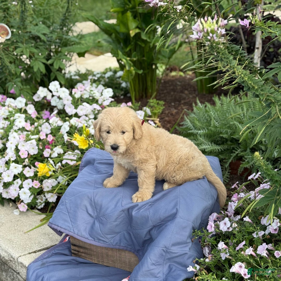 Goldendoodle dogs for sale: Jasmine - Image 10