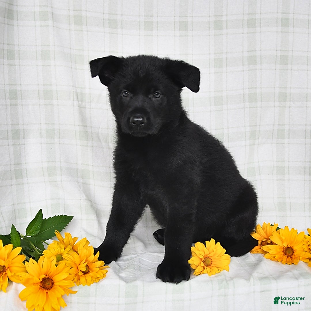 German Shepherd dogs for sale: Jubilee - Image 1
