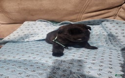 German Shepherd dogs for sale: Jesse - Image 1