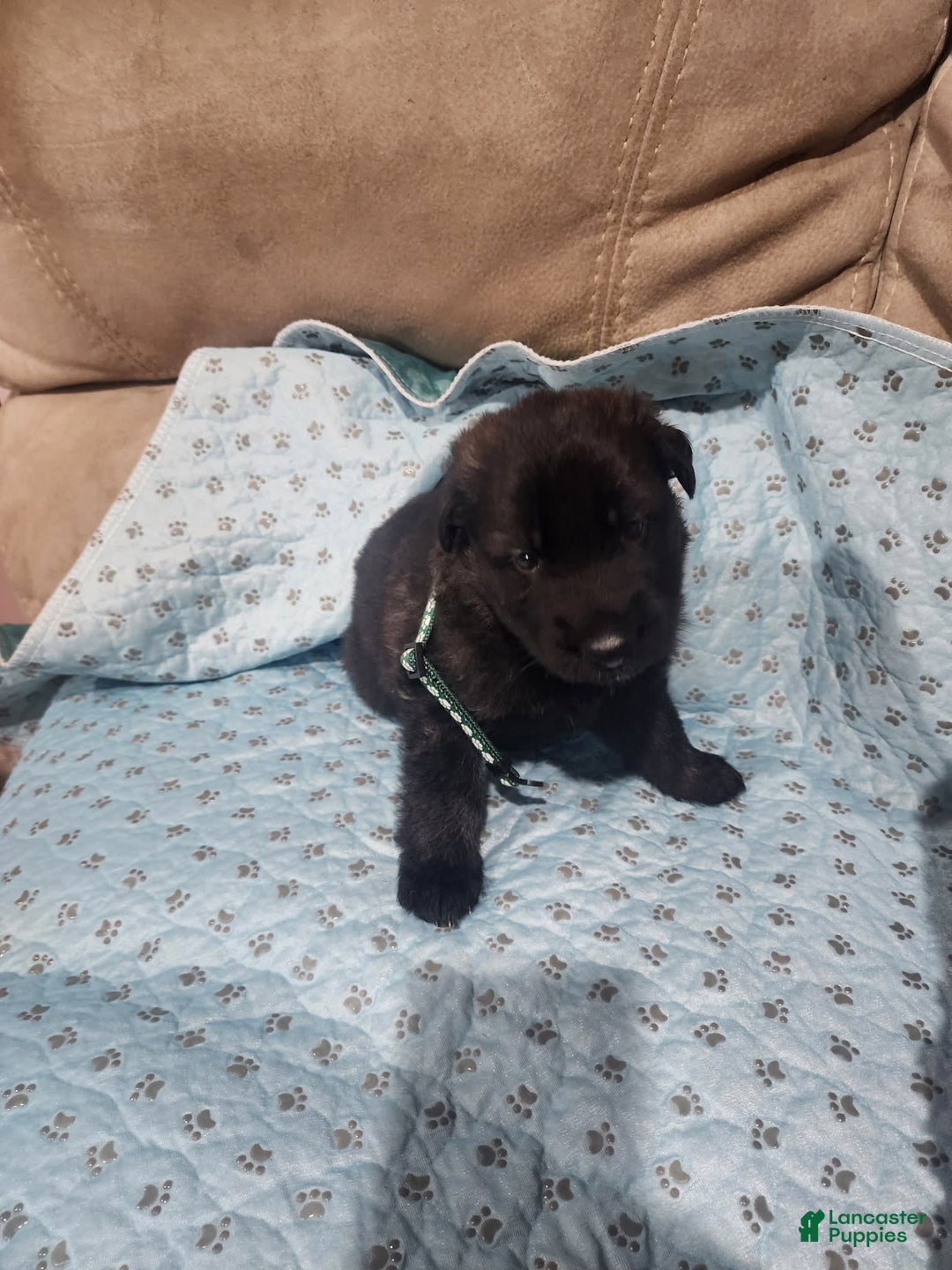 German Shepherd dogs for sale: Jesse - Image 1