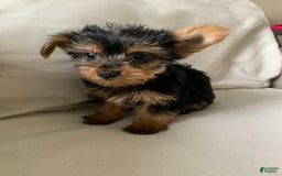 Yorkshire Terrier dogs for sale: Max - Image 6