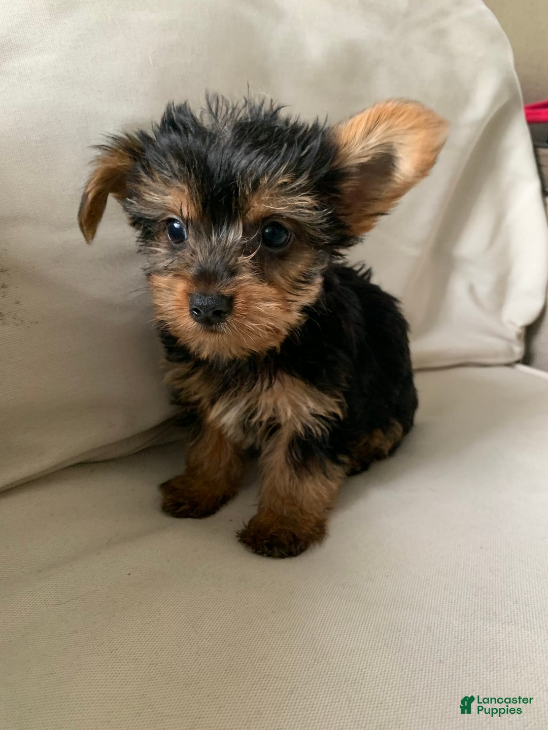 Yorkshire Terrier dogs for sale: Max - Image 6