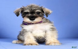 Miniature Schnauzer dogs for sale: Brenda - Image 1