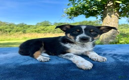 Australian Shepherd dogs for sale: Austin - Image 4