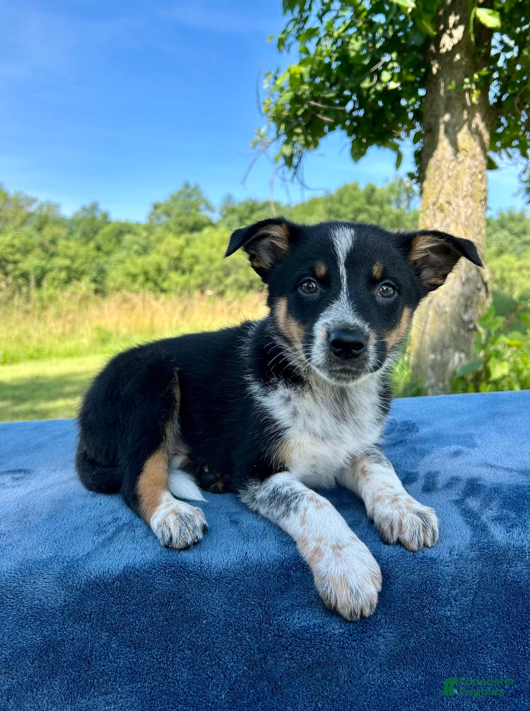 Australian Shepherd dogs for sale: Austin - Image 4