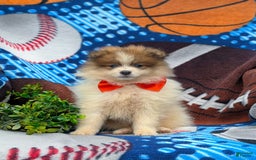 Pomeranian dogs for sale: Keno Genetic Testing - Image 2