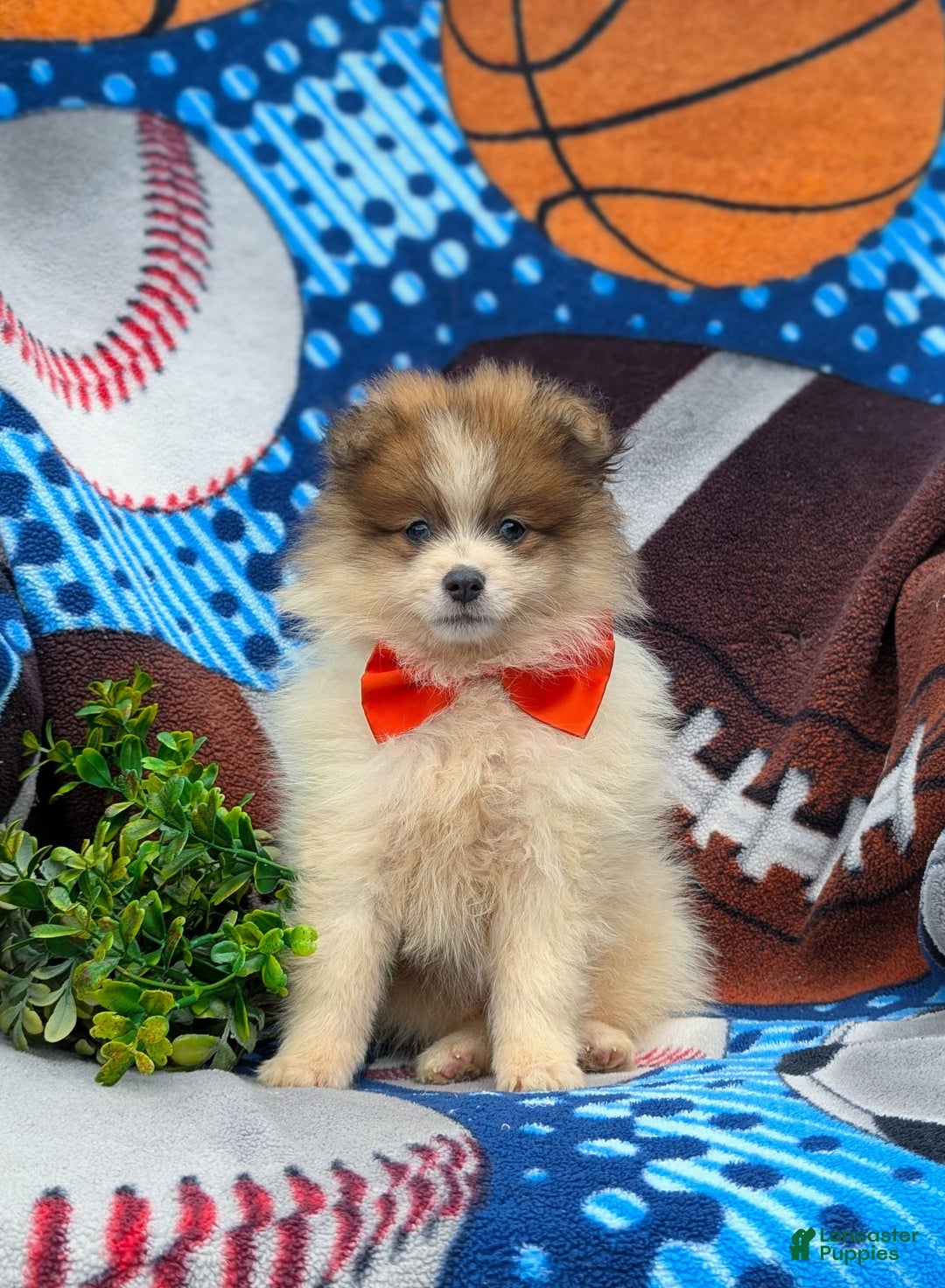 Pomeranian dogs for sale: Keno Genetic Testing - Image 2