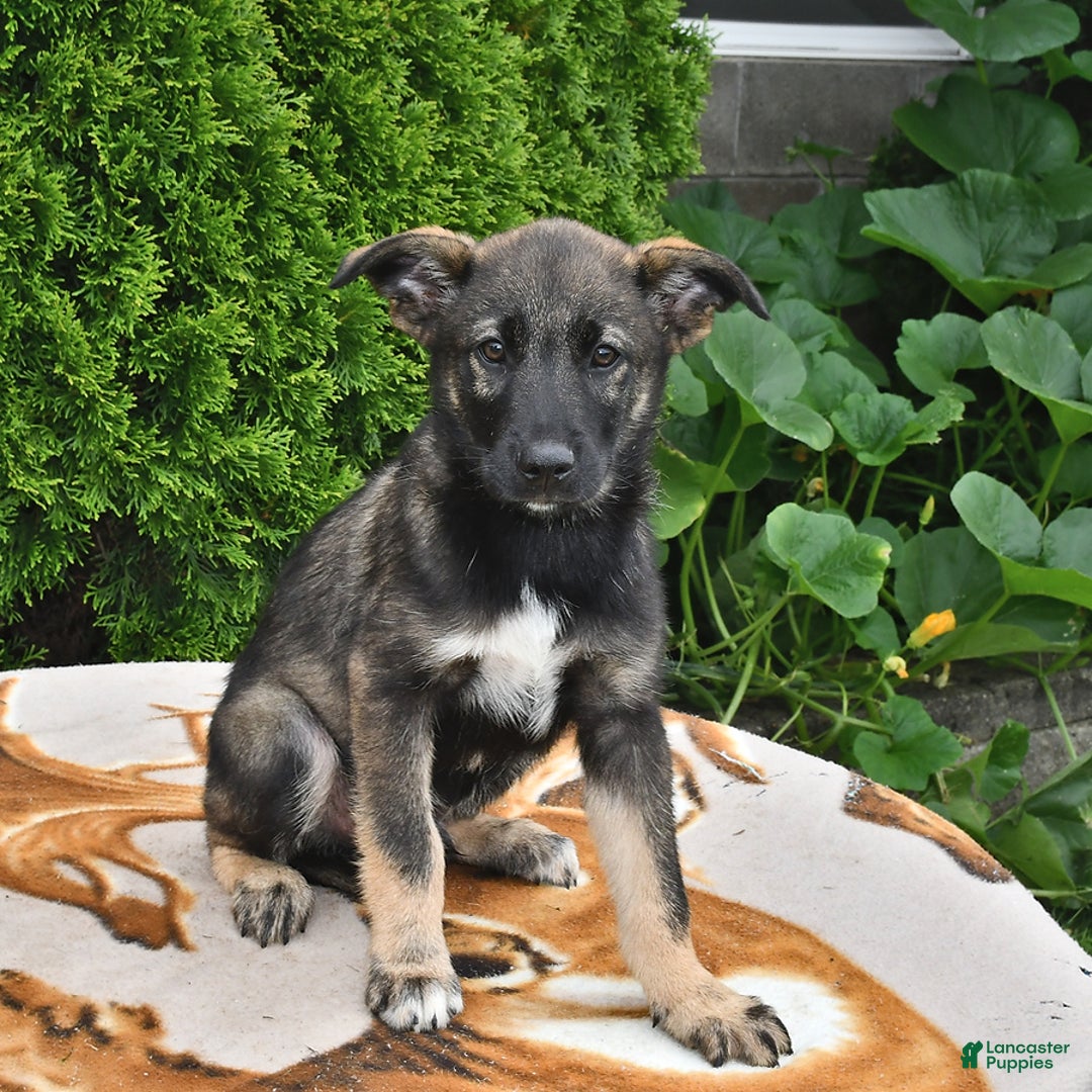Norwegian Elkhound dogs for sale: Evan - Image 2