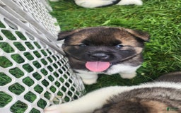 Akita dogs for sale: Esme - Image 1