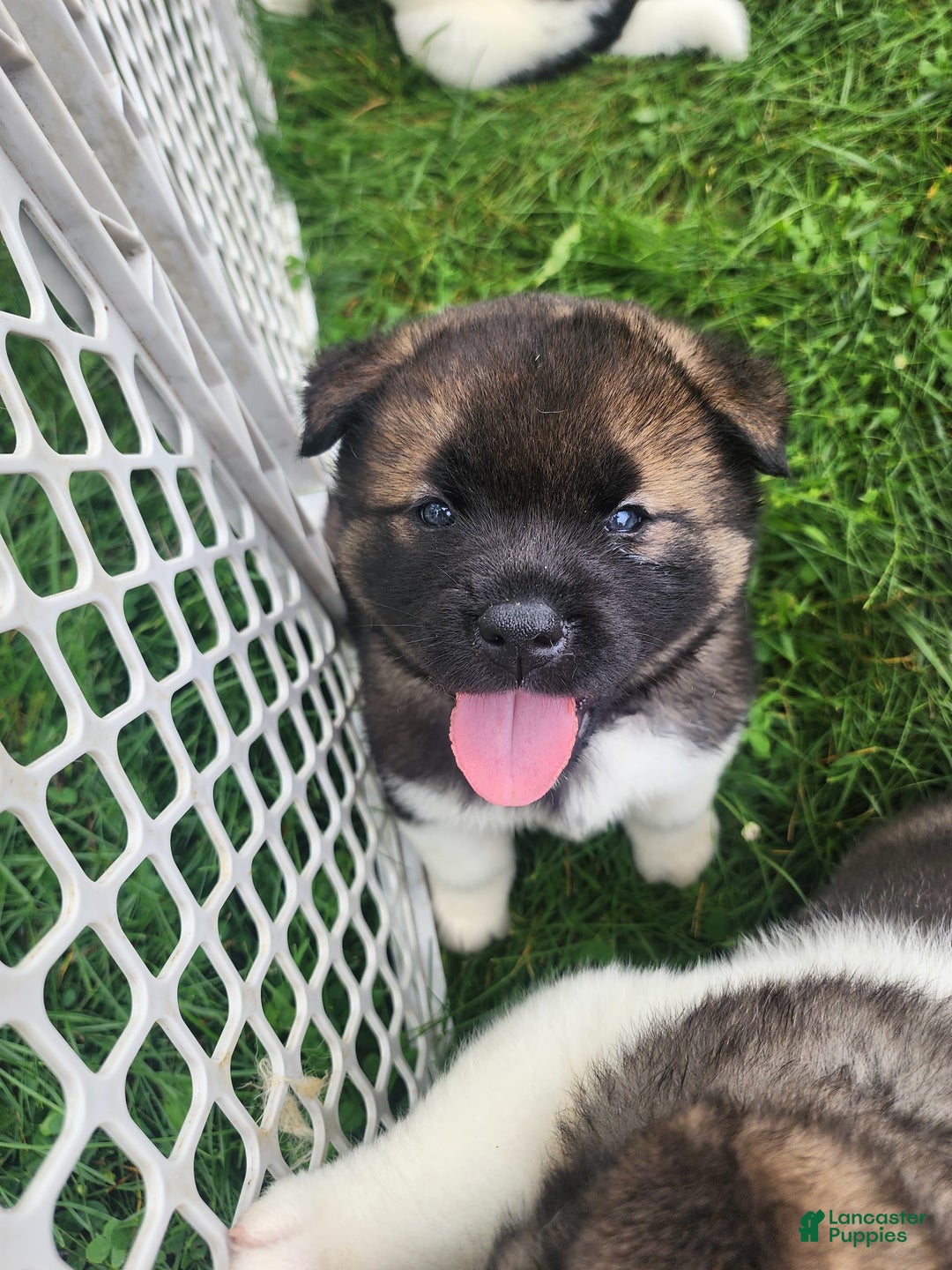 Akita dogs for sale: Esme - Image 1