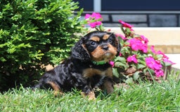 Cavalier King Charles Spaniel dogs for sale: Hope - Image 19