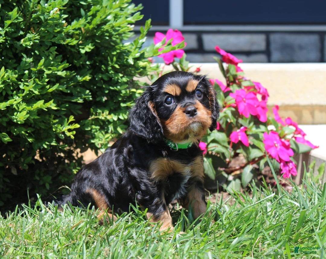 Cavalier King Charles Spaniel dogs for sale: Hope - Image 19