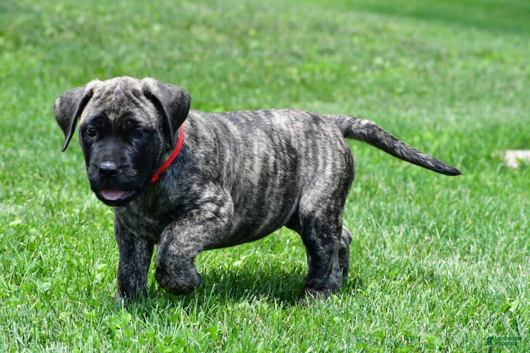 English Mastiff dogs for sale: Vicky - Image 8