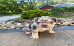 French Bulldog dogs for sale: Rambo - Image 5