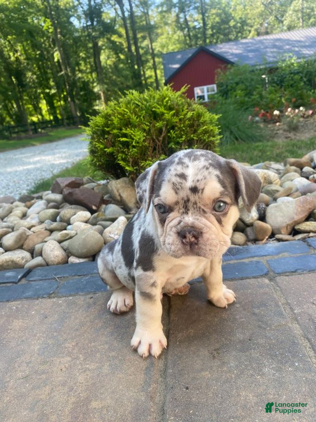 French Bulldog dogs for sale: Rambo - Image 5