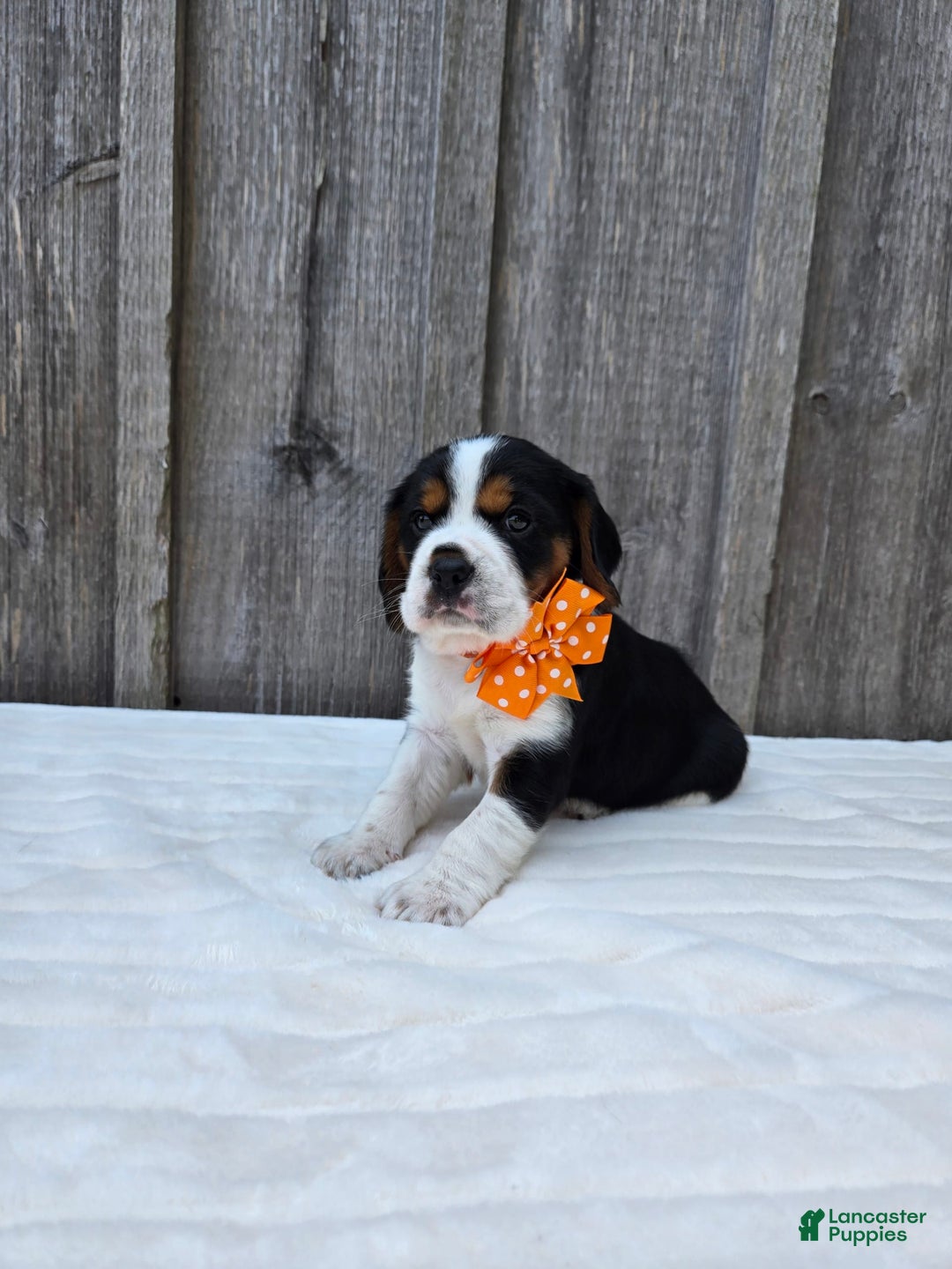 Beaglier dogs for sale: Oscar - Image 6