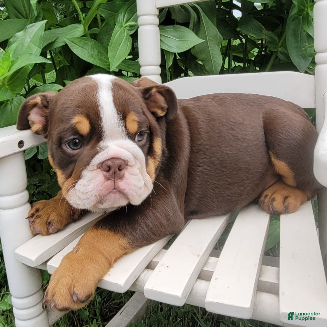 English Bulldog dogs for sale: Sadie - Image 16