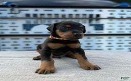 Doberman Pinscher dogs for sale: Male Puppy - Image 28