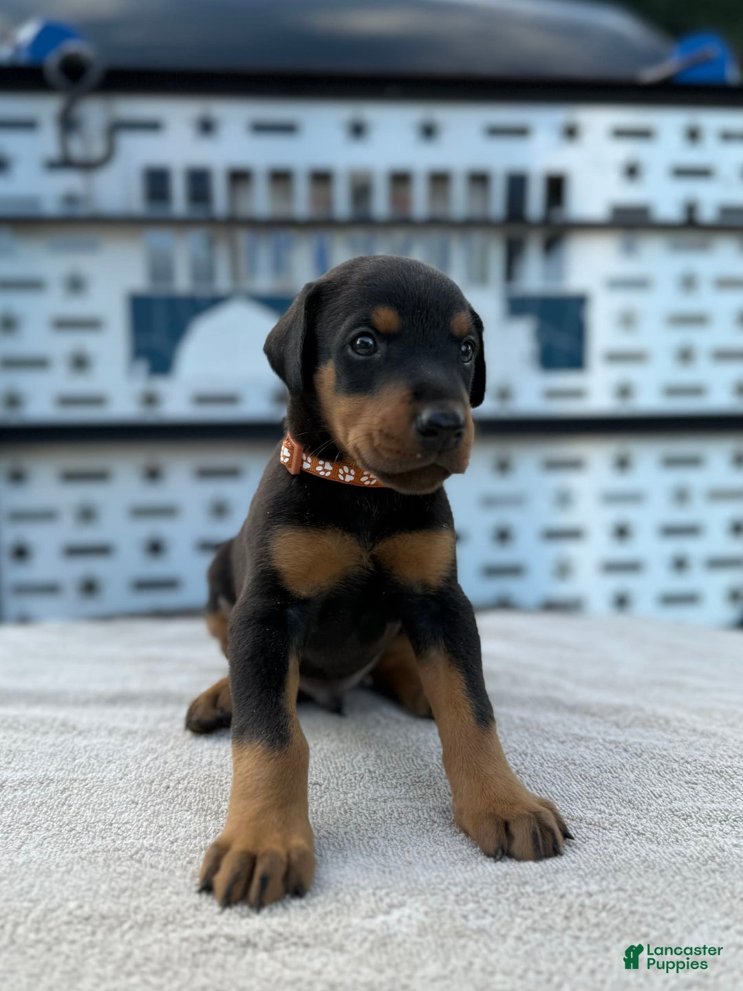 Doberman Pinscher dogs for sale: Male Puppy - Image 28