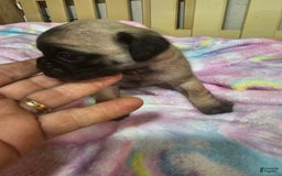 Pug dogs for sale: Shilo - Image 1