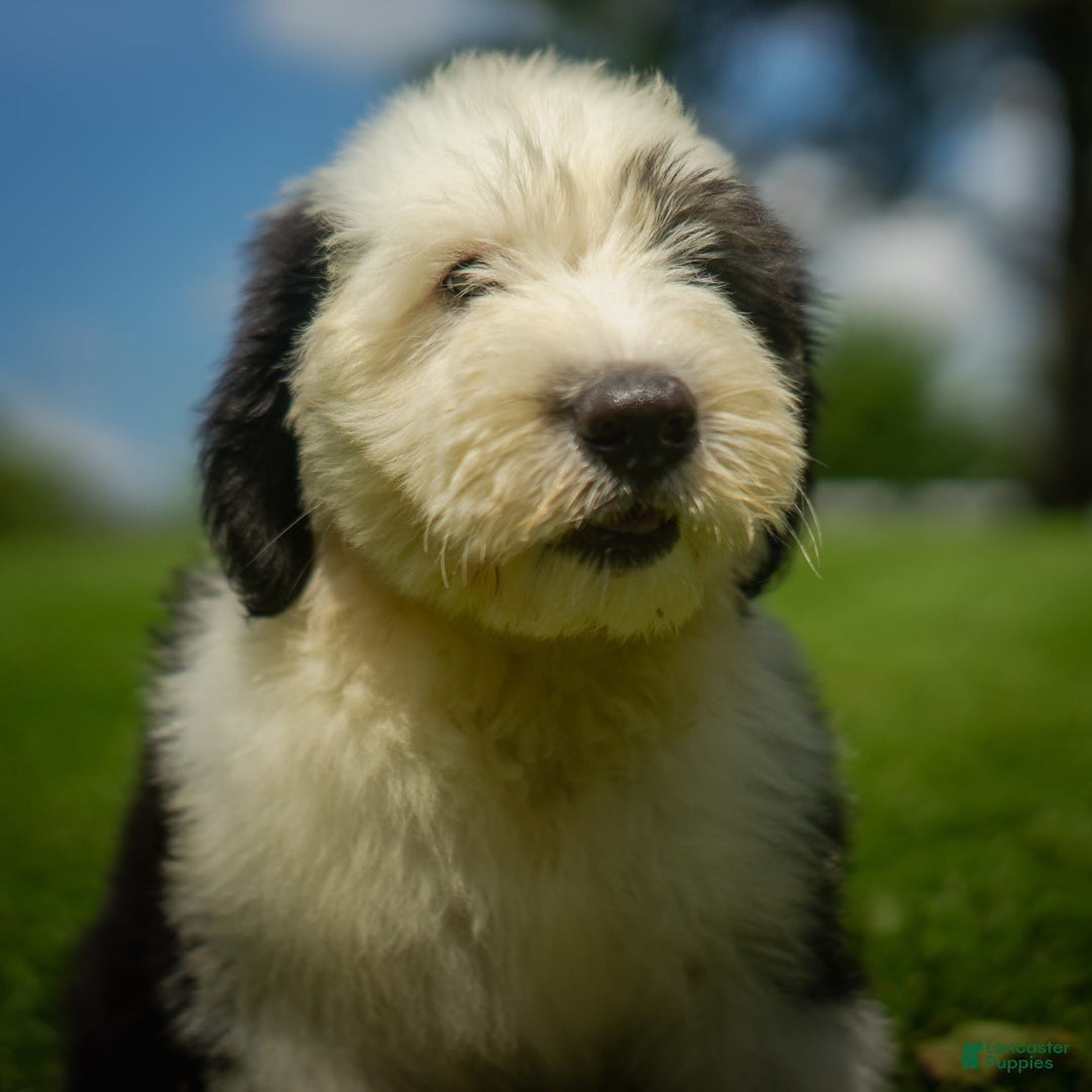 Old English Sheepdog dogs for sale: Floofy - Image 7