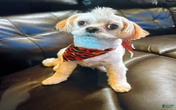 Shih Tzu dogs for sale: Mystical - Image 11