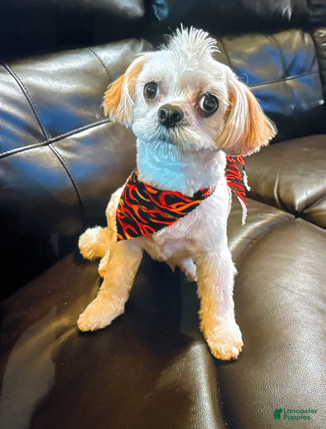 Shih Tzu dogs for sale: Mystical - Image 11