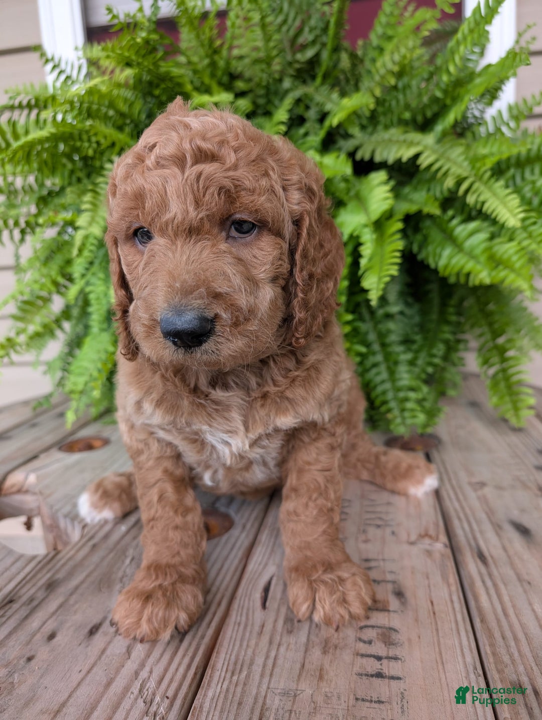 Goldendoodle dogs for sale: Maggie - Image 7
