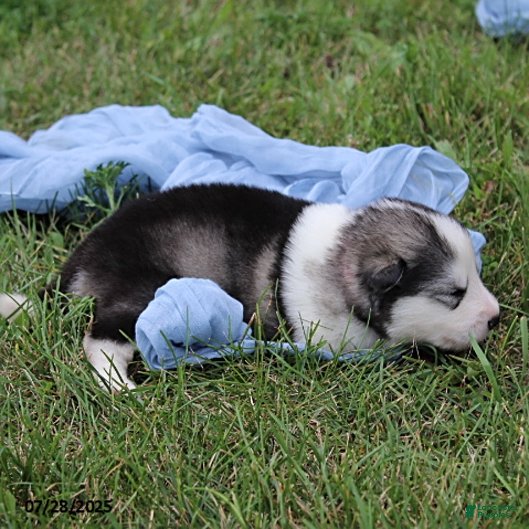 Alaskan Malamute dogs for sale: Rayna - Image 3